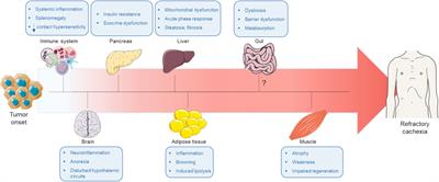 Cancer cachexia as a multiorgan failure: Reconstruction of the crime scene